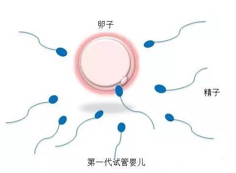 关于暖阳生殖
